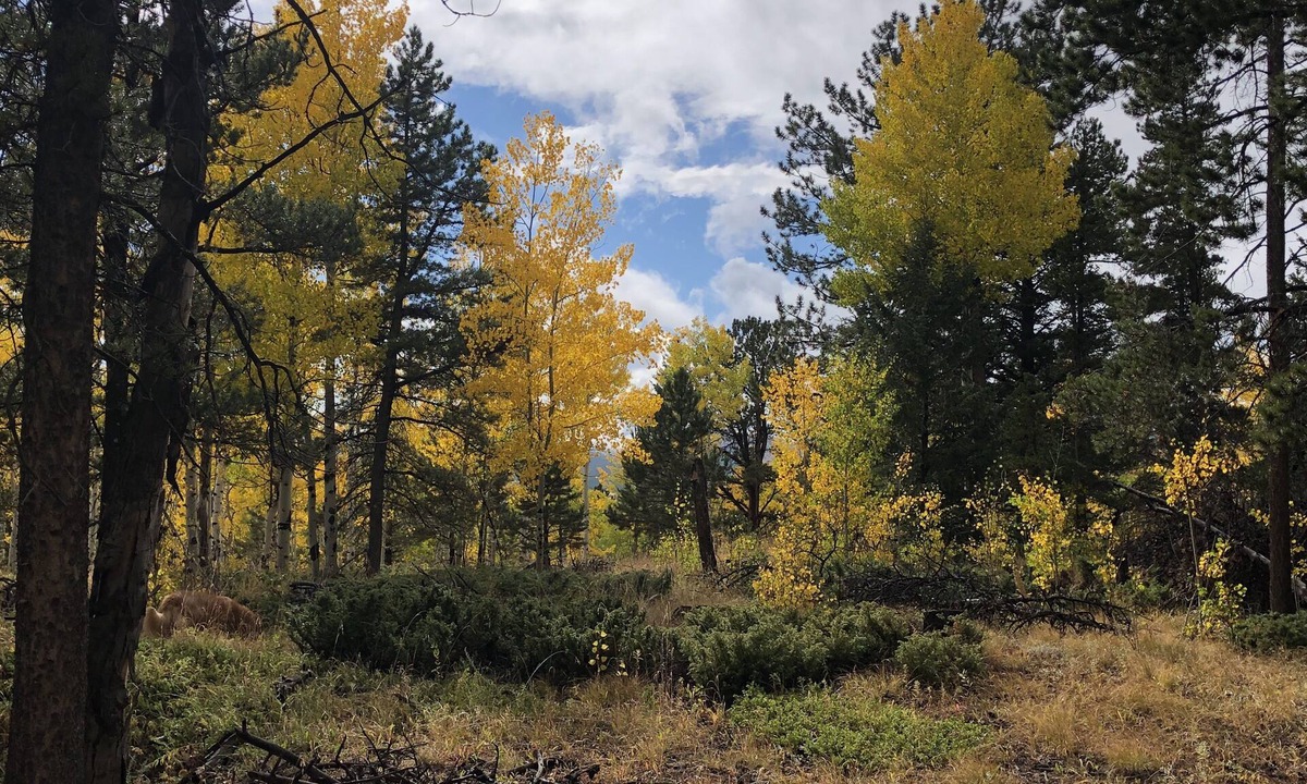 Black Hawk House | Gorgeous Fall Colors at Quartz Point Ranch: 20 beautiful acres to roam!