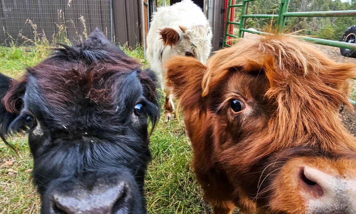Richmond Hill Corridor House | Mini Moo Mountain Retreat – Stay with the Minis!