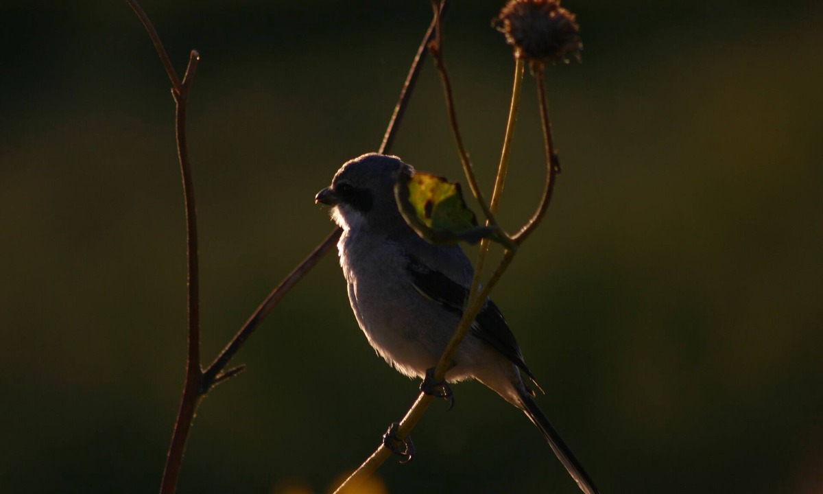 Lapoint House | Pines, Aspens, Deer and Mourning Doves, Abundant Wildlife By Vernal Game Farm