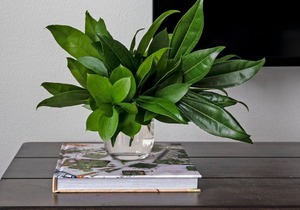 Professionally-cleaned 1BD Loft at the heart of Jackson | Barsala in Jackson