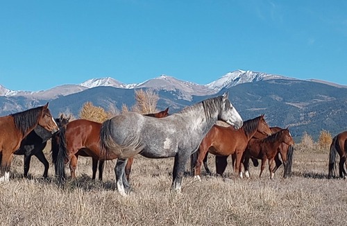 Fort Garland House | Peaceful Home Surrounded by Mountains. Enjoy Wildlife, Star Gazing & Fresh Air!