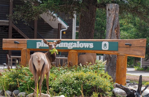Jasper Cabin | Pine Bungalows