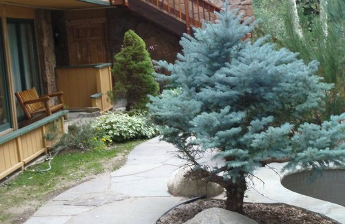 Aspen Condo | Totally refreshed Studio. Central Core. Season thru Sept. 15 or 30 day min.