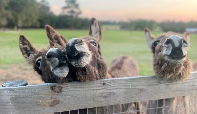 Little Ridge Ranch-Near Ocala/Gainesville