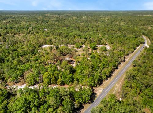 Three Cedars in Cedar Key