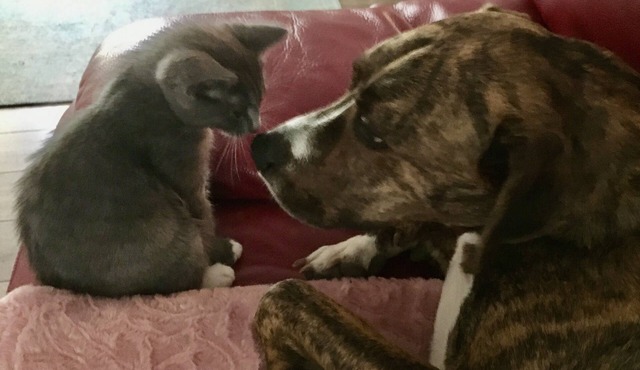 Tiny for Two + Small Dog OK! - Near BEACH, SPORTS COMPLEX, OWA, TANGER in Foley
