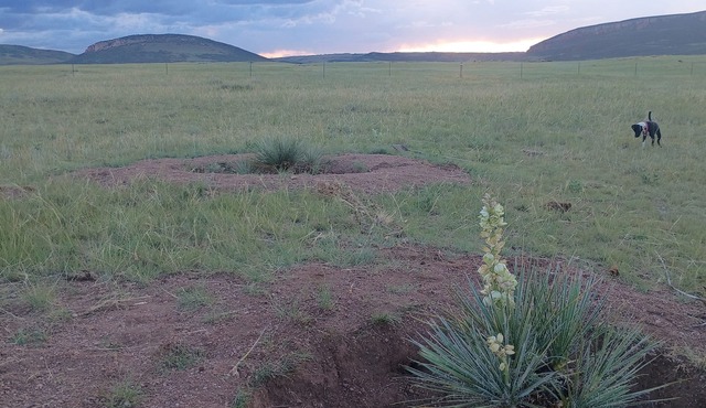 Your Claim for Frontier Days. The West, Uncrowded. in Cheyenne