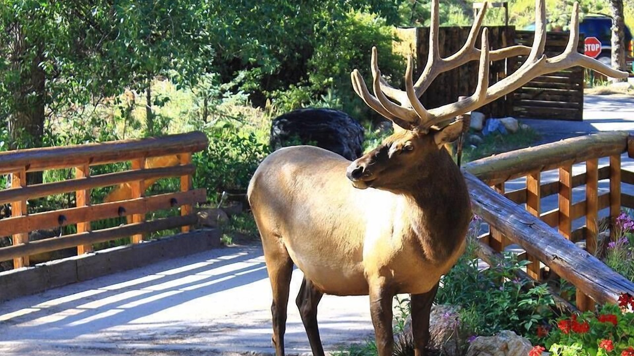 Photo of Outdoor in Estes Park