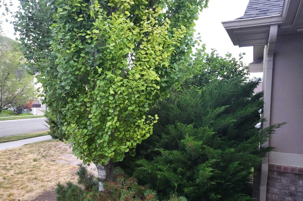 Photo of Outdoor in Herriman