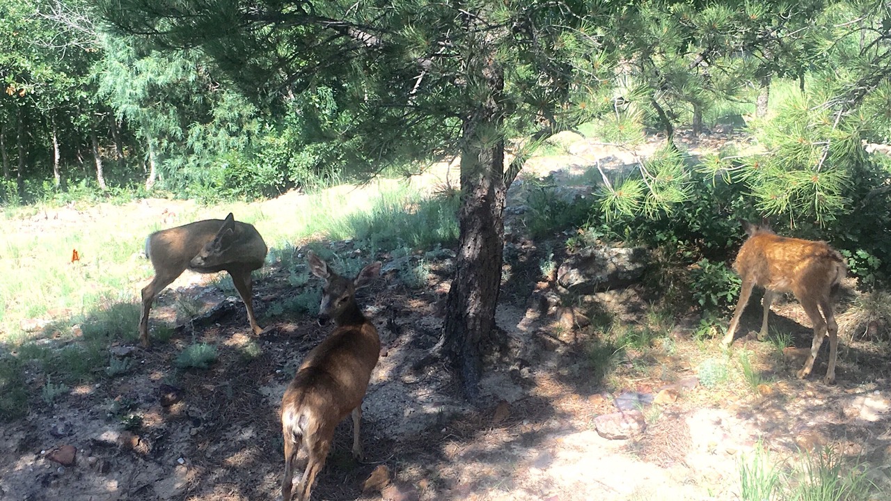Photo of Outdoor in Northwest Colorado Springs