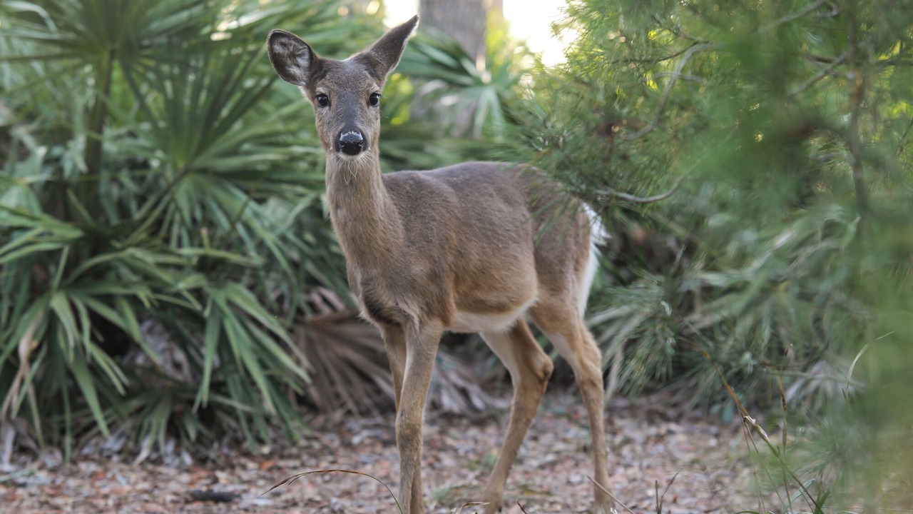 Photo of Others in Cliffs of Seagrove