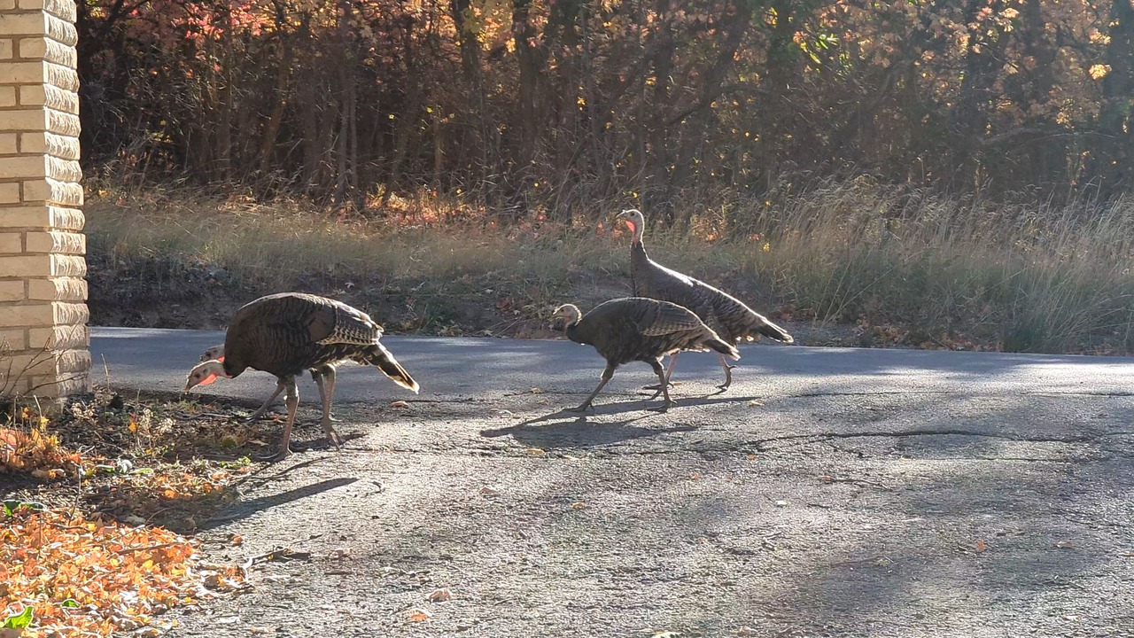 Photo of Others in Woodland Hills