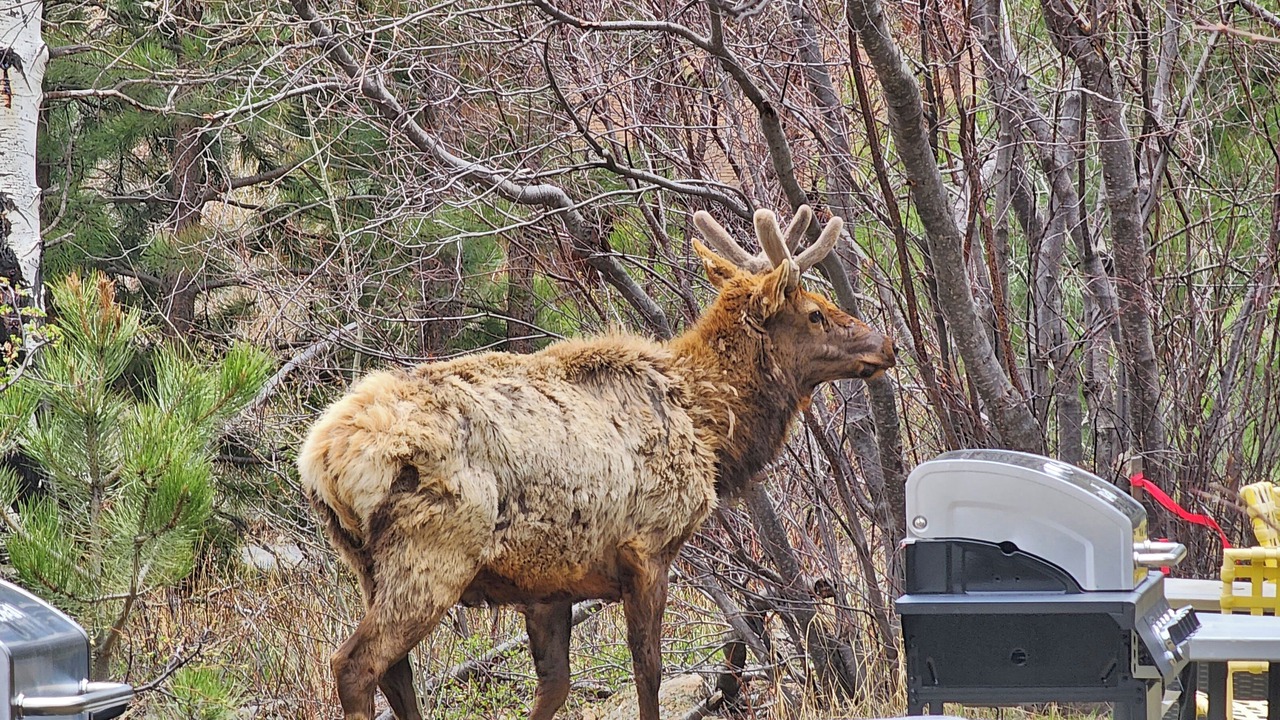 Photo of Outdoor in Estes Park