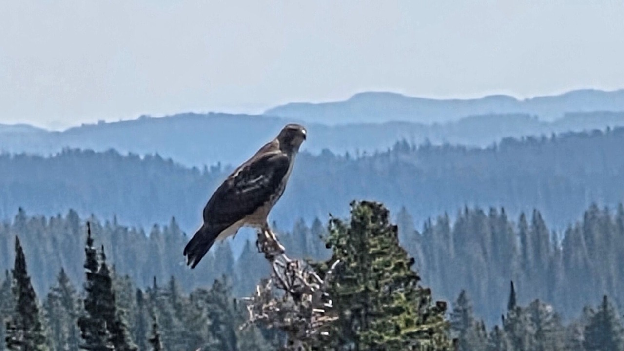 Photo of Others in Collbran