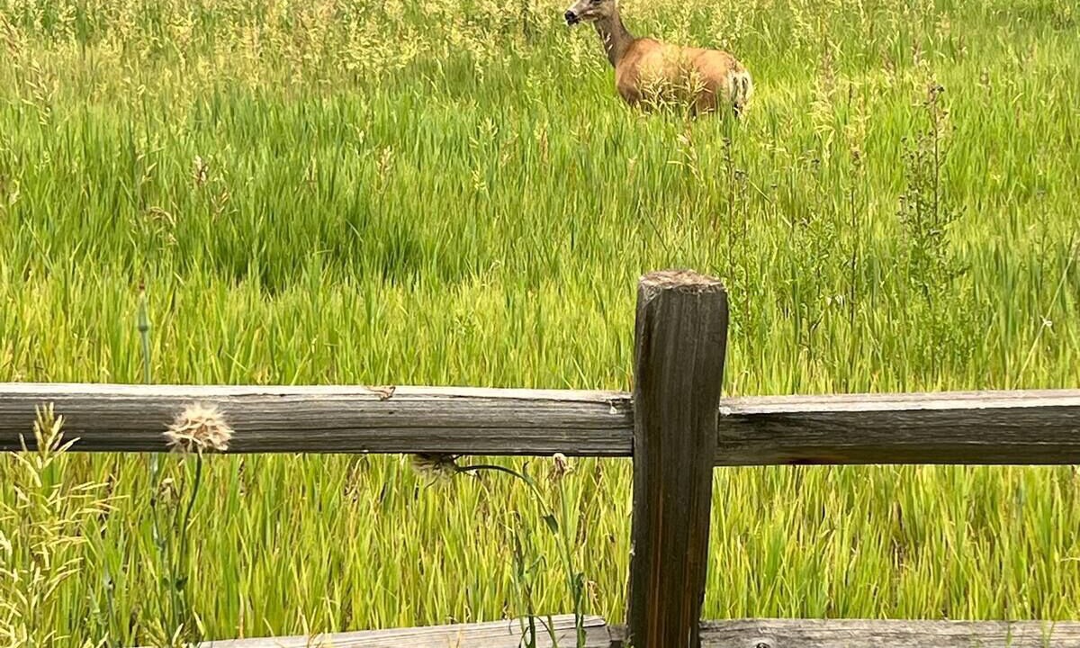 Photo of Others in Snowmass Village