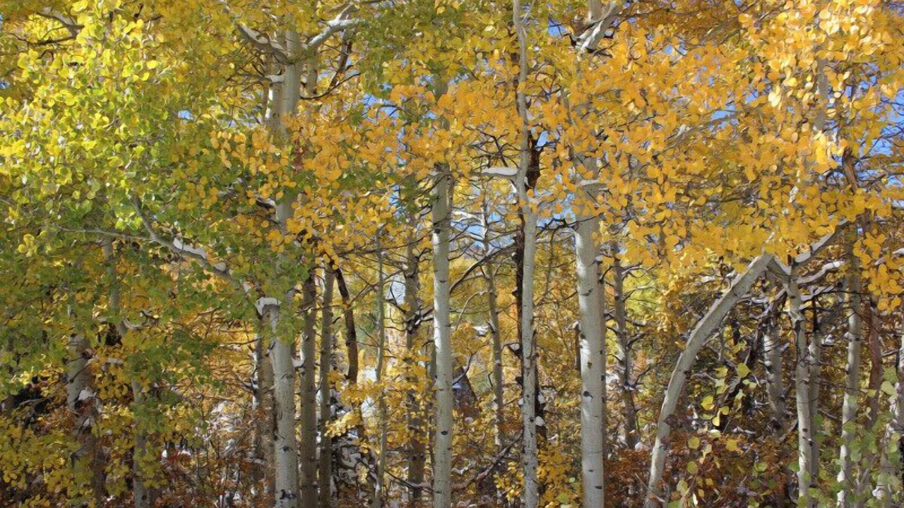 Photo of Others in Eagle-Vail