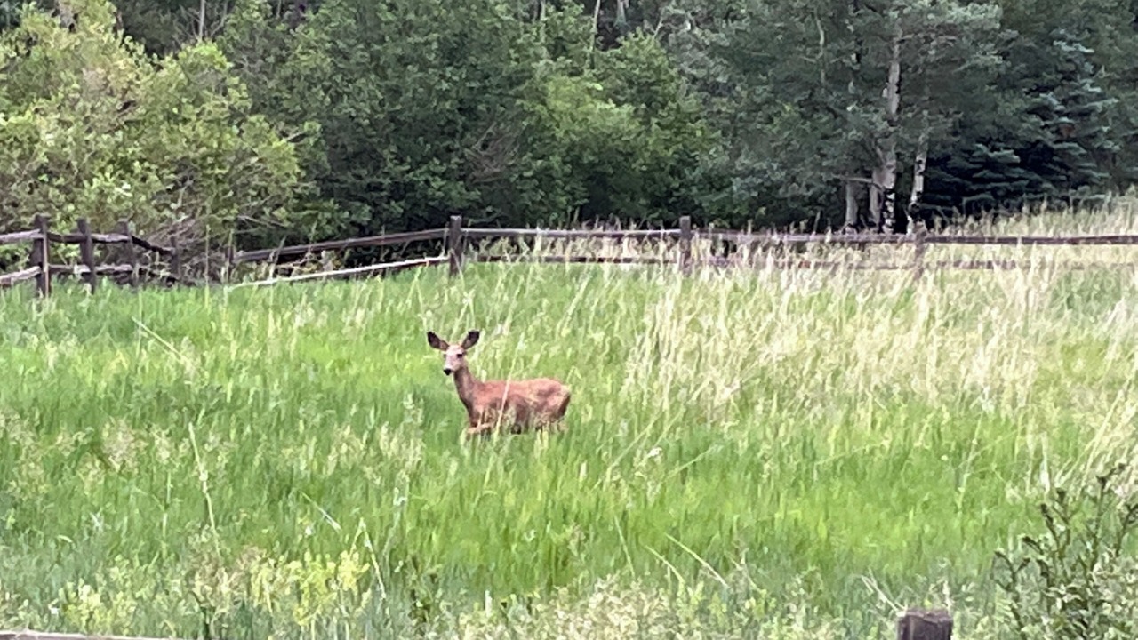 Photo of Others in Evergreen