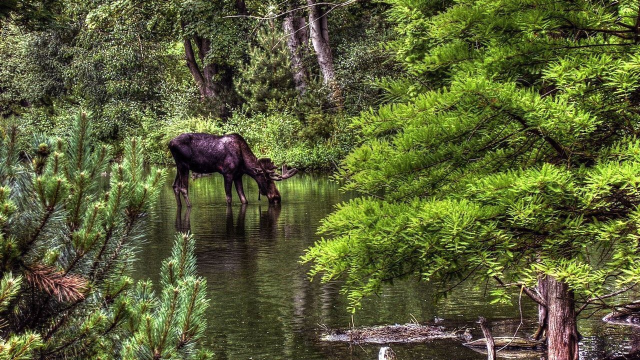 Photo of Others in Estes Park