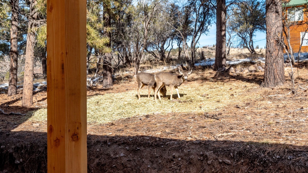 Photo of Outdoor in Mammoth Creek